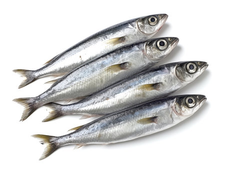 Sardines isolated on white background. Close up.の素材