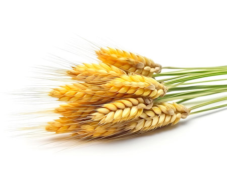 Spikelets of wheat isolated on a white background cutout. Close up.の素材