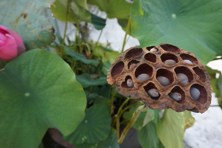 lotus flower seedpod  in the farm under warm sunlightの写真素材