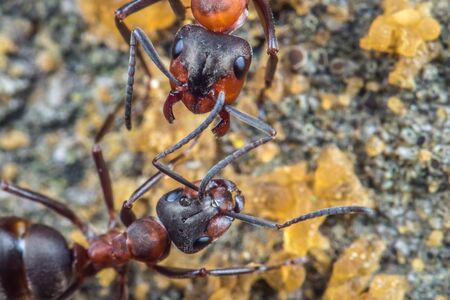 Formica rufa