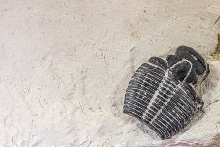 trilobitの写真素材