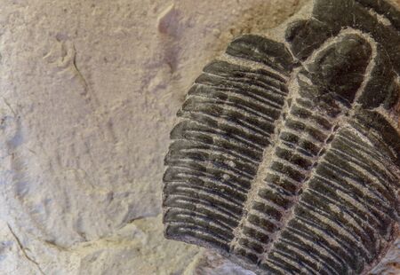 trilobitの写真素材