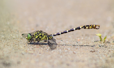 small pincertailの写真素材