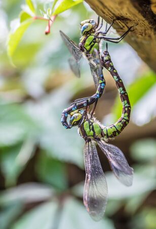 Dragonflies during matingの写真素材