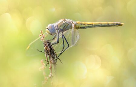 Red-veined darterの写真素材