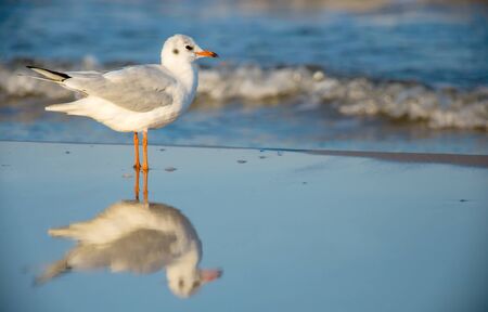 gull, black-headedの写真素材