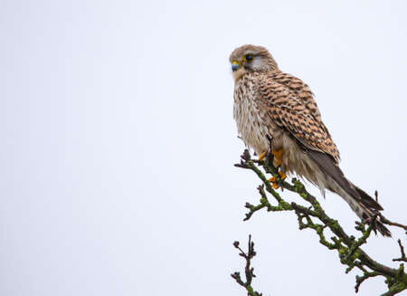 A kestrel sitting in an apple treeの写真素材