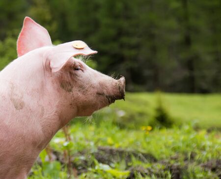 A young domestic pig is on a green meadowの写真素材
