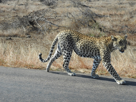 Leopard on road, South Africaの写真素材