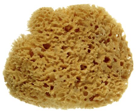 natural sponge isolatedの写真素材