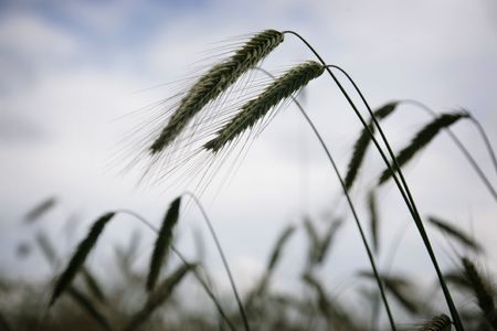 wheat growing on a fieldの写真素材
