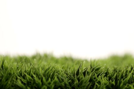 closeup of green grass with water dropsの写真素材