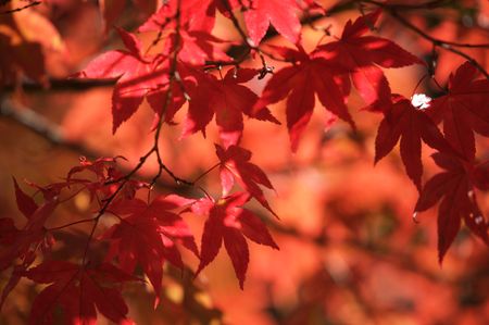 colorful leaves on a treeの写真素材