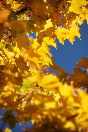colorful leafes on a treeの写真素材