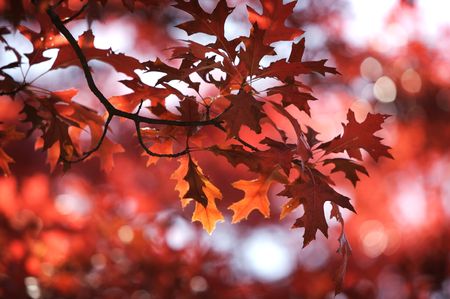 colorful leafes on a treeの写真素材