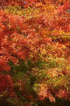 colorful leafes on a treeの写真素材