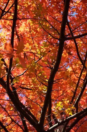 colorful leafes on a treeの写真素材