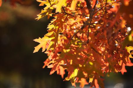 colorful leafes on a treeの写真素材