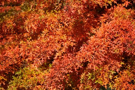 colorful leafes on a treeの写真素材