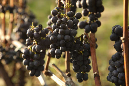 closeup of red grapes in a vineyardの写真素材
