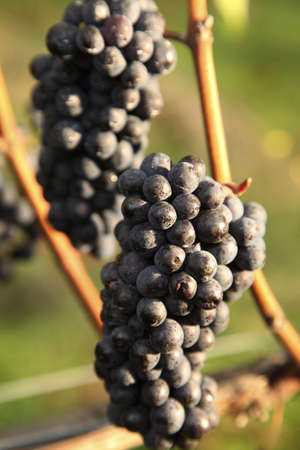 closeup of red grapes in a vineyardの写真素材