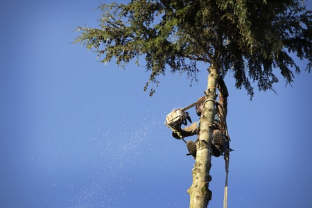 An arborist cutting a tree with a chainsawの写真素材