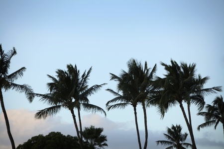 Palm tree with blue skyの写真素材