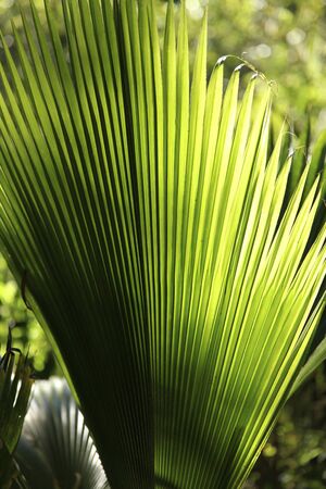 closeup of a palm leaveの写真素材