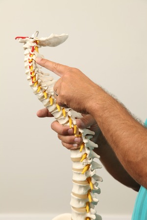 A Chiropractor showing a model of the human spine