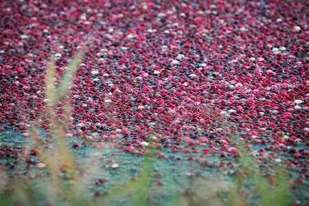 Cranberry field flooded with waterの写真素材