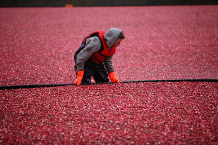 A worker harvesting cranberries in a flooded fieldの写真素材