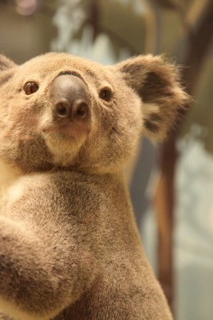 Koala hanging in tree.の写真素材