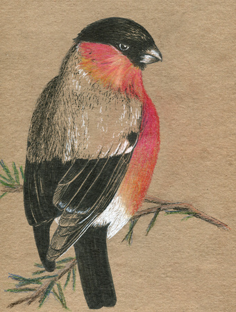 Old craft paper with black and white hand drawingの写真素材