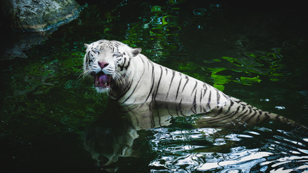 The white tiger smiling in the water.の写真素材