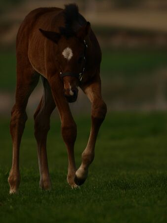 horseの写真素材