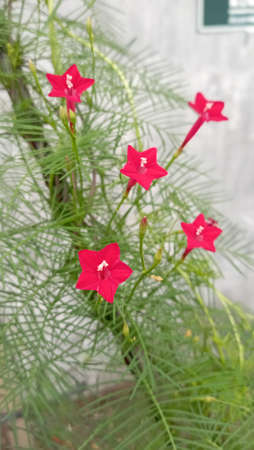 Red morning star flower that blooms in the morning, among the leaves, in the garden. Red flower with...