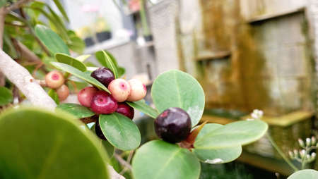 ficus coreana fruits with different maturity even from one branch
