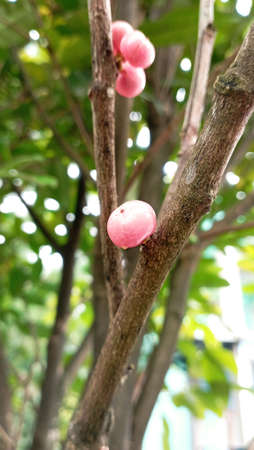 small pink fruit that looks like coffeeの写真素材