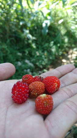 some red wild berries on the palm. These berries were found on a trip up the mountain