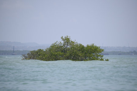 a tree that lives in the middle of the sea. only visible leaves and twigs