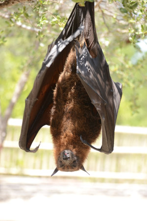 Kalong (Pteropus vampyrus) are the largest bat species in the world. They are commonly known as fruit bats or flying foxes. they sleep with their heads downの写真素材