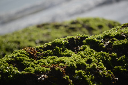 moss covered the rocks on the beach. looks green and refreshingの写真素材
