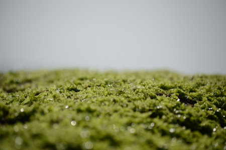 moss covered the rocks on the beach. looks green and refreshingの写真素材