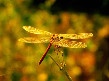 Red dragonfly coming in for a landing on a summer weedの写真素材