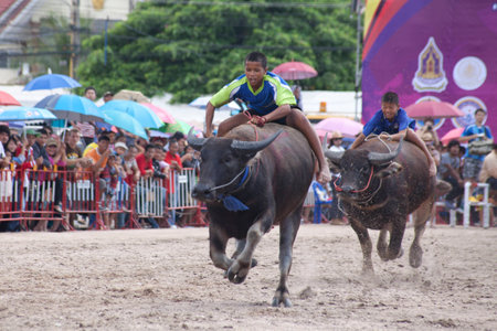 Chonburi, Thailand-October 18, 2013  Annual buffalo races to mark the end of the rainy season in Thailandのeditorial素材