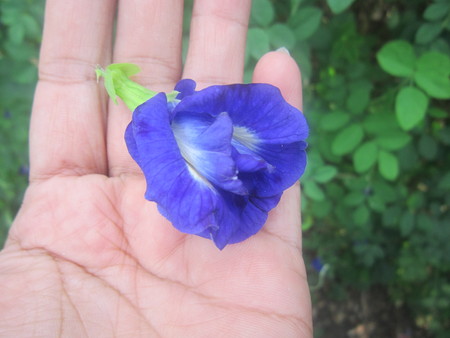 Flowers navyの写真素材