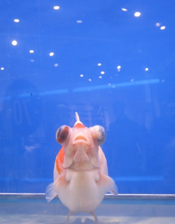 Fishes backgroundの写真素材