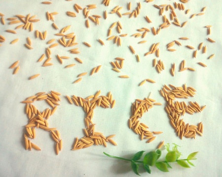 rice nature background creativeの素材