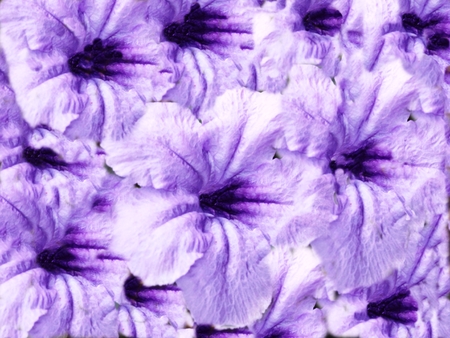 Flower textures ,purpleの写真素材
