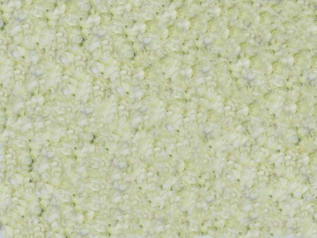 Texture flower , Jusmines lobeの写真素材